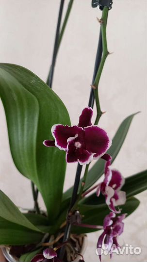Фаленопсис биг лип