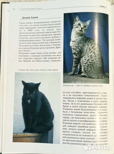 Подарочный вариант для любителей кошек