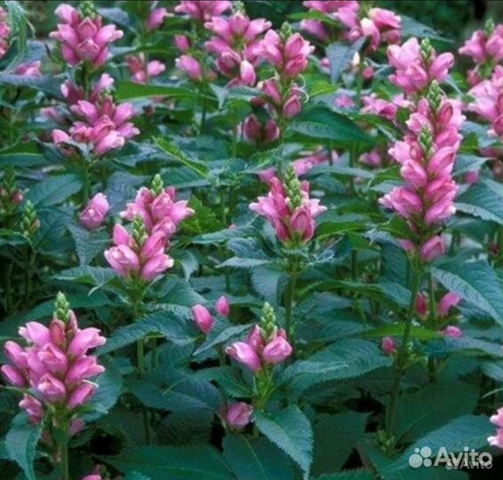 Цветы для сада