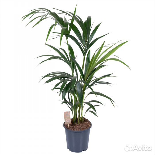 Стильные растения