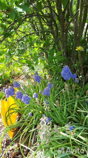 Луковичные растения