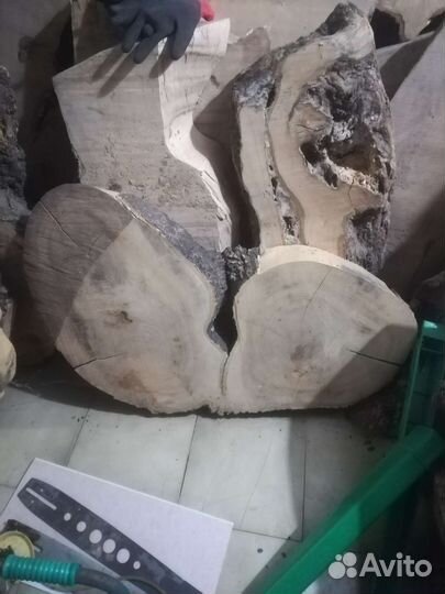 Торцевые Спилы Айланта сухие. калибровка спилов