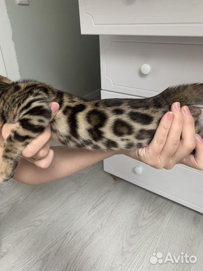 Бенгальские котята