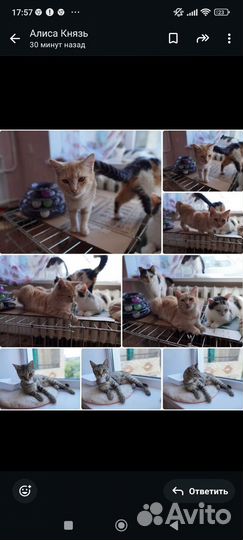 Котята в добрые руки