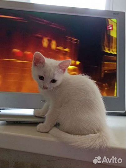 Кошка