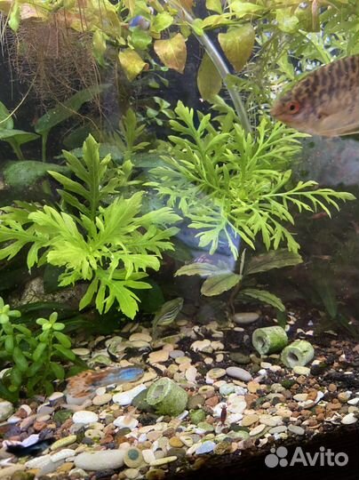 Сомики анциструсы