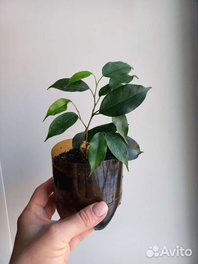 Фикус Бенджамина Даниель