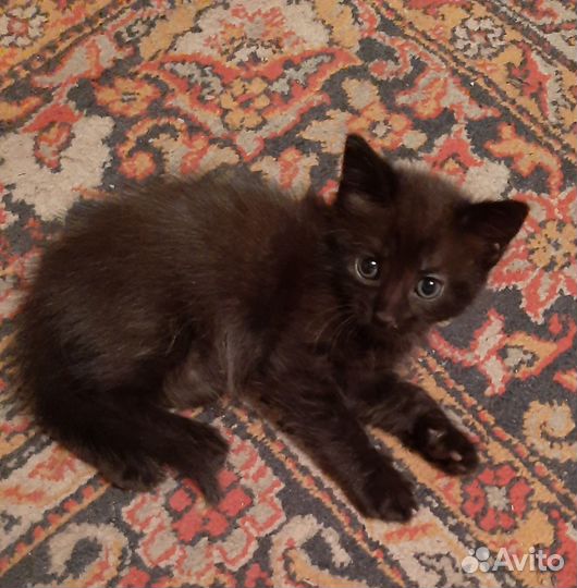 Котята бесплатно