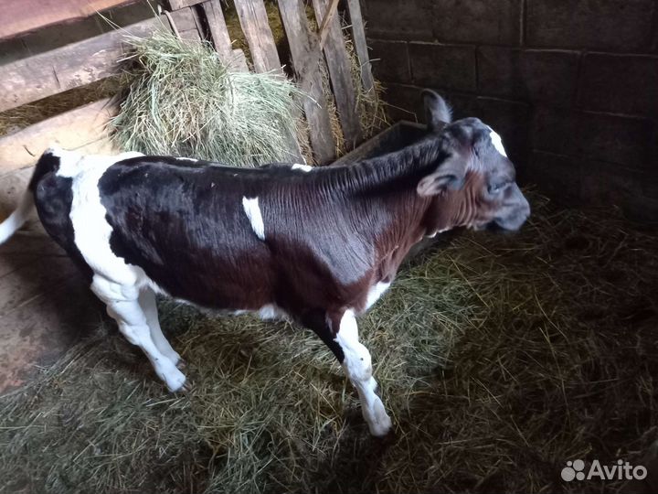 Продаётся телочка