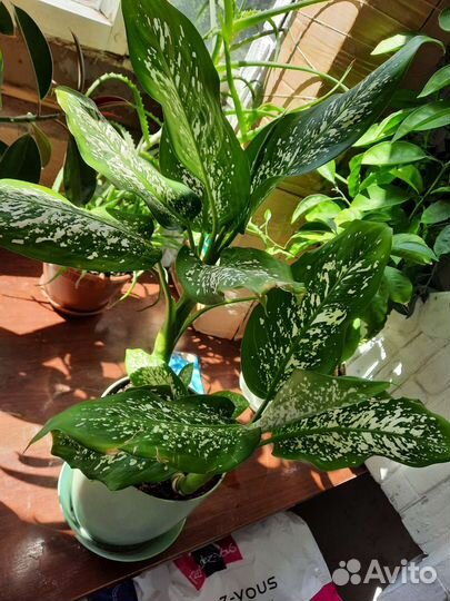 Комнатные цветы