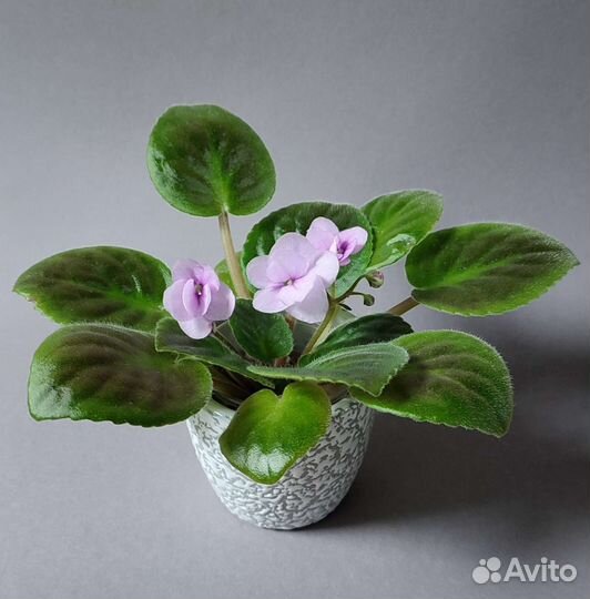 Цветущие фиалки