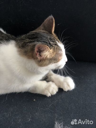 Кошка из приюта ищет дом