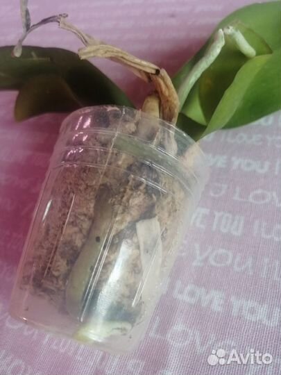 Орхидея фаленопсис