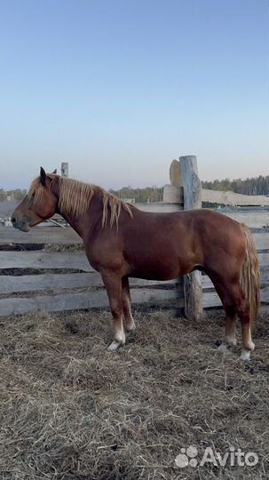 Жеребец советский полутяж
