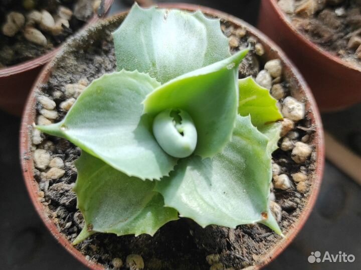 Агава кабутогани, Агава титанота, Агава потаторум