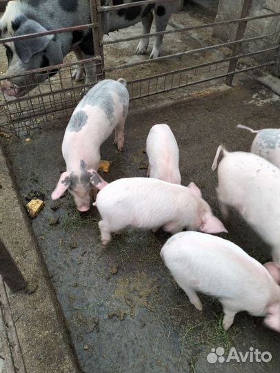 Поросята