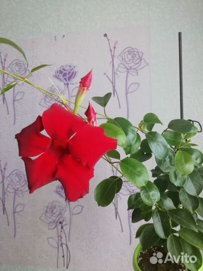 Дипладения