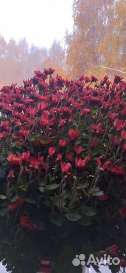 Хризантемы мультифлора