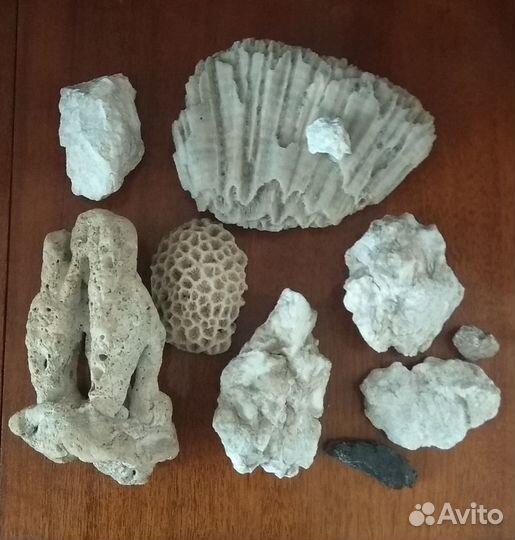 Морские раковины Кораллы