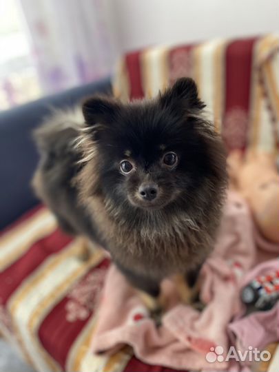 Померанский шпиц