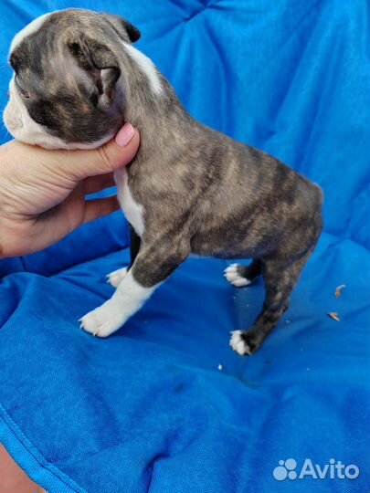 Бостон терьер девочка