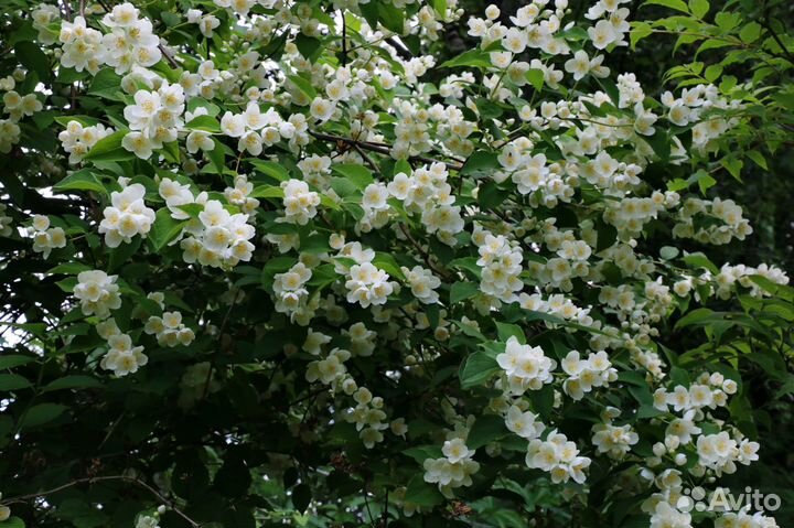 Чубушник венечный (Жасмин)