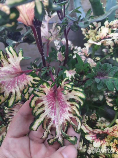 Колеусы сортовые