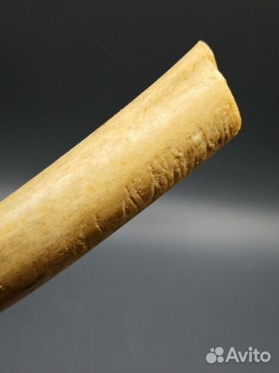 Рог молодого плейстоценового оленя