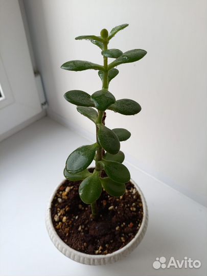 Денежное дерево