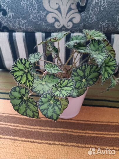 Бегония за шоколадку