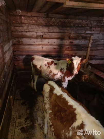 Быки герефорд