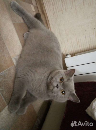 Британский кот