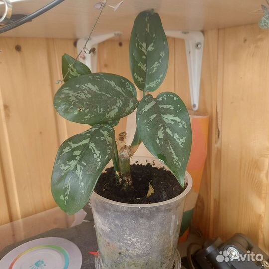 Комнатные цветы,аглаонема