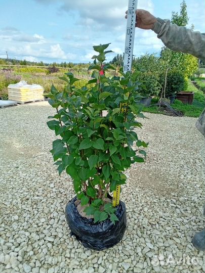 Сирени крупномеры, 23 сорта