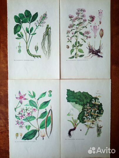 Иллюстрации растений