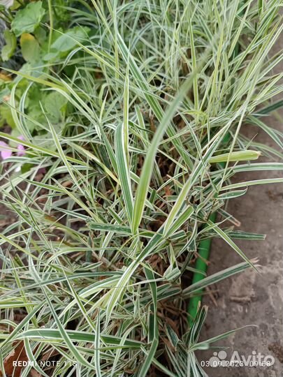 Цветы для сада