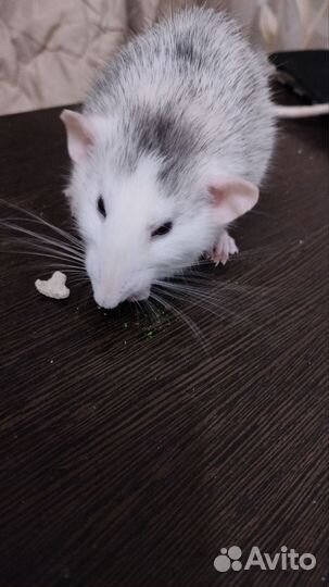 Крысы дамбо девочки