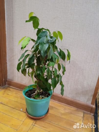 Фикус бенджамина