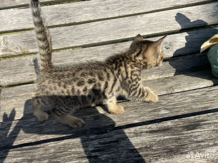 Бенгальские котята