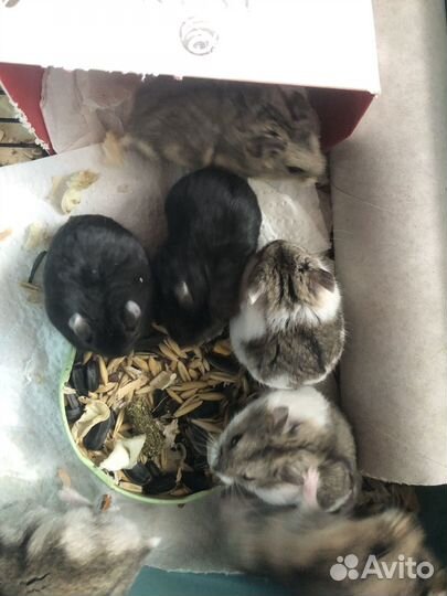 Хомяк Кэмпбелла