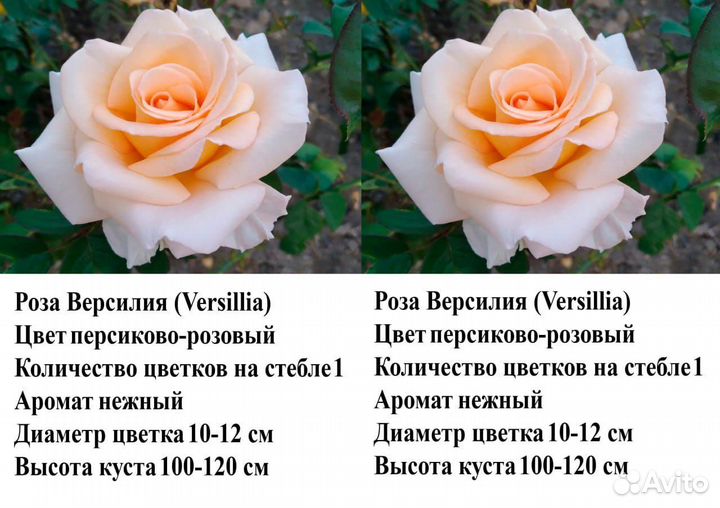 Розы саженцы 45 сортов