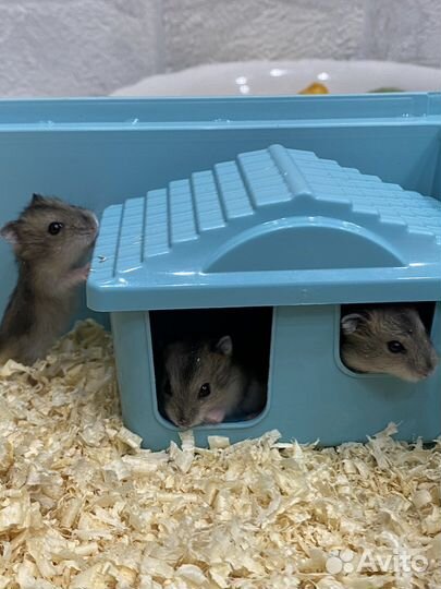 Джунгарский хомяк в дар, окраска «Хаски»