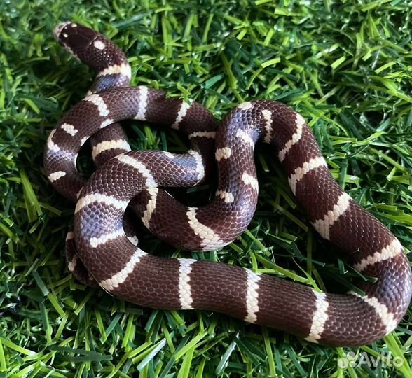 Экзотические животные