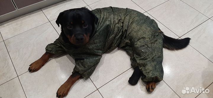 Комбинезон для крупной собаки