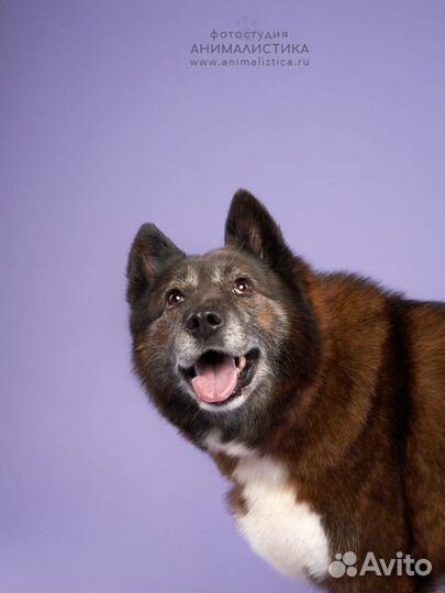 Отдам собачку