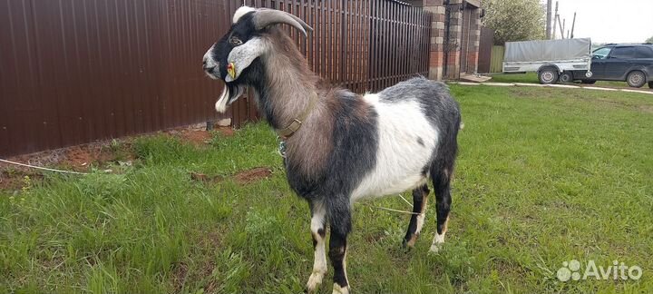 Англо нубийский козел