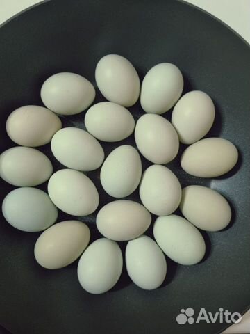 Цыплята Ухейилюй, инкубационное яйцо объявление продам