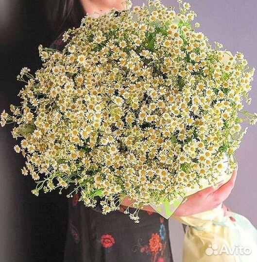 Цветы ромашки. Букеты ромашек. Цветы доставка