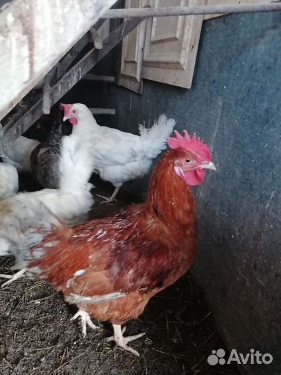 Молодые петухи