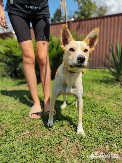 Собака-улыбака в добрые руки